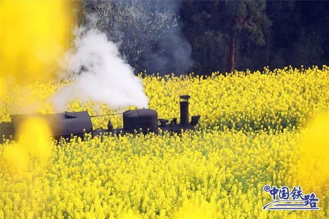 穿越花海的火车太美了！点击共赴春日约会！